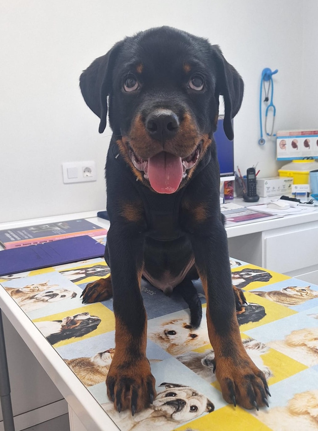 Perro sentado en consulta