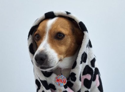 Perro cubierto con manta