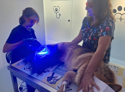 Perro en consulta con láser